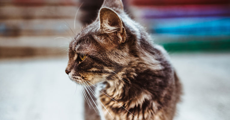 Stress Cystitis in Cats