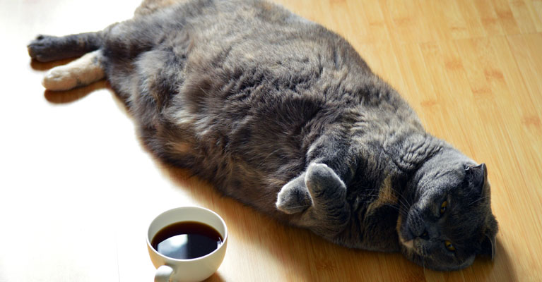 Weight Management in Cats