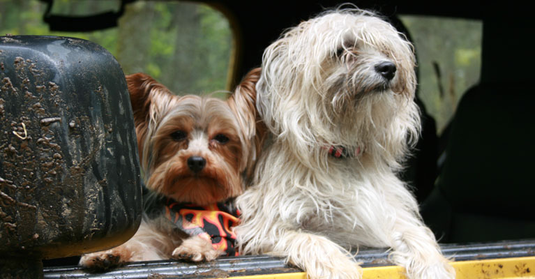 Top Tips for Traveling with your Pet