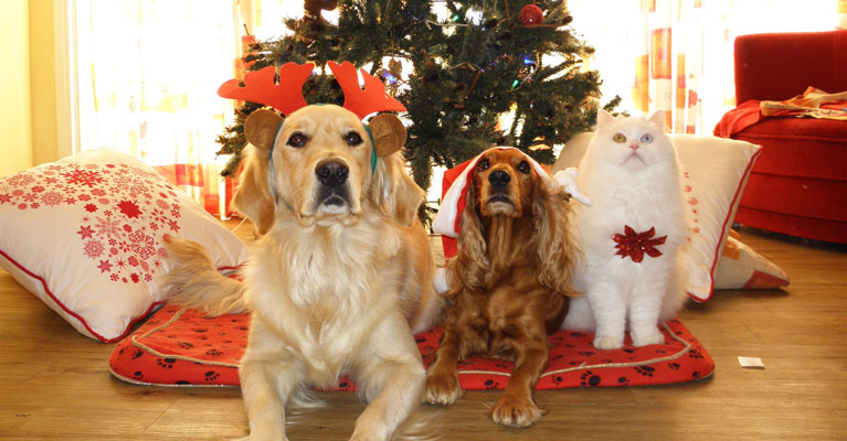 Other Holiday Hazards for Pet